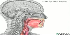 Swallowing  of Food in Human