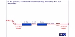 Alu repeats