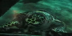 A Look at Hawksbill turtle