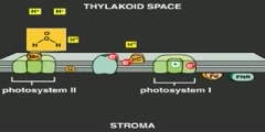 Process of Photosynthesis