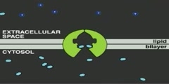 A Look at Glucose Uptake