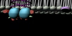 TrK Receptor Animation