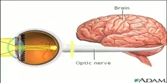 How Eyes Help To See Objects?