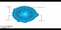 The Structure of Lipoprotein