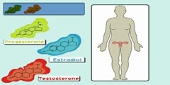 The Estrogen Receptor (I): Hormonal Mechanisms in the Body