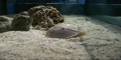 Process of Molting Horseshoe Crab