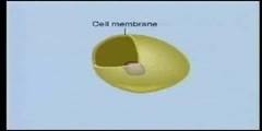 The Process of Diffusion Osmosis