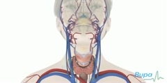 Reason Behind Underactive Thyroid Gland