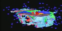 A Look at Cell Compartments