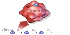 The feedback pathway of cellular metabolisms