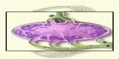 Lymphatic vessel