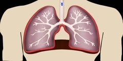 Working of Lungs