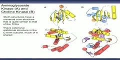 Structural Evolution of the Protein Kinase Like Superfamily