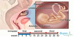Develops of Baby During Pregnancy