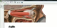 Interactive Anatomy By Adam