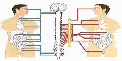 Control of cardiac and smooth muscle function