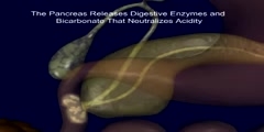 Pancreatic Enzymes- Working