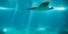 A manta ray in action