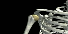 All About Joint Dislocation