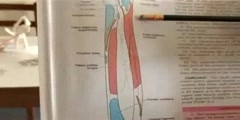 Anatomy video of the upper limb bones by BD chaurasia