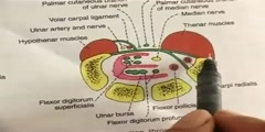 Anatomy of Upper Limb Bones - part 4