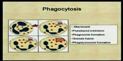 Overview of Immunity System