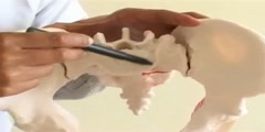 BD chaurasia anatomy video: The pelvis
