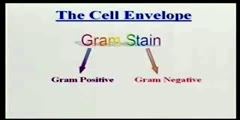 Introduction With Bacterial Cell