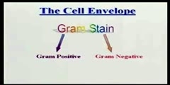 Introduction With Bacterial Cell