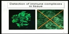 Immunology Part 1- hypersensitivity states three and four