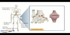 Synovial Joints in Our Body