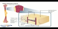 Introduction With Haversian System