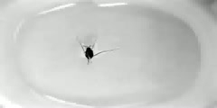 Introduction With Water Striders