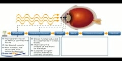 Working of Cornea in Eyes