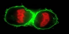 Process of Cell Division