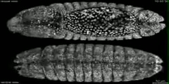 Development of Embryo in Flies