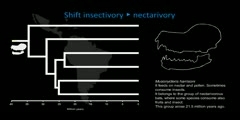 Introduction With Cranial Evolution of Neotropical Bats