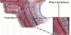 Peristalsis Video