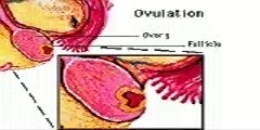 Illustration of Ovulatory Phase