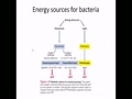 Where does bacteria get their food