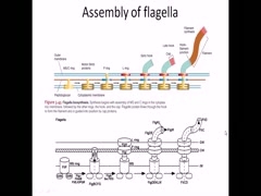 Flagella composition