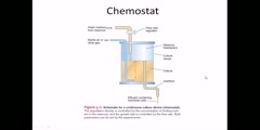 How to make bacteria grow in a chemostat