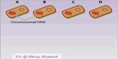DNA analysis