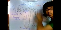 How does the kidney work