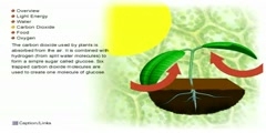 Respiratory System in Plants
