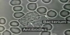 Proteins Structure And Function