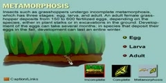 Stages of Metamorphosis