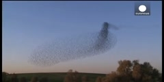 Science of a Starling Murmuration