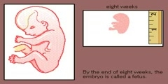 How  a Baby Develops in Mothers Womb