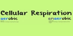 Anaerobic respiration